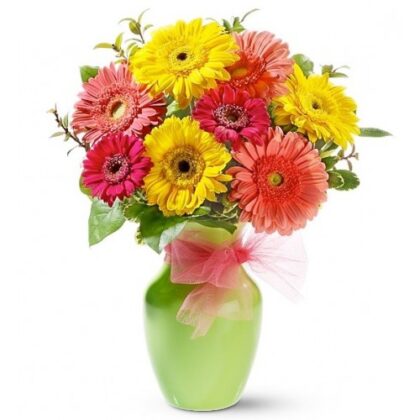 Buchet din 9 fire gerbera si plante